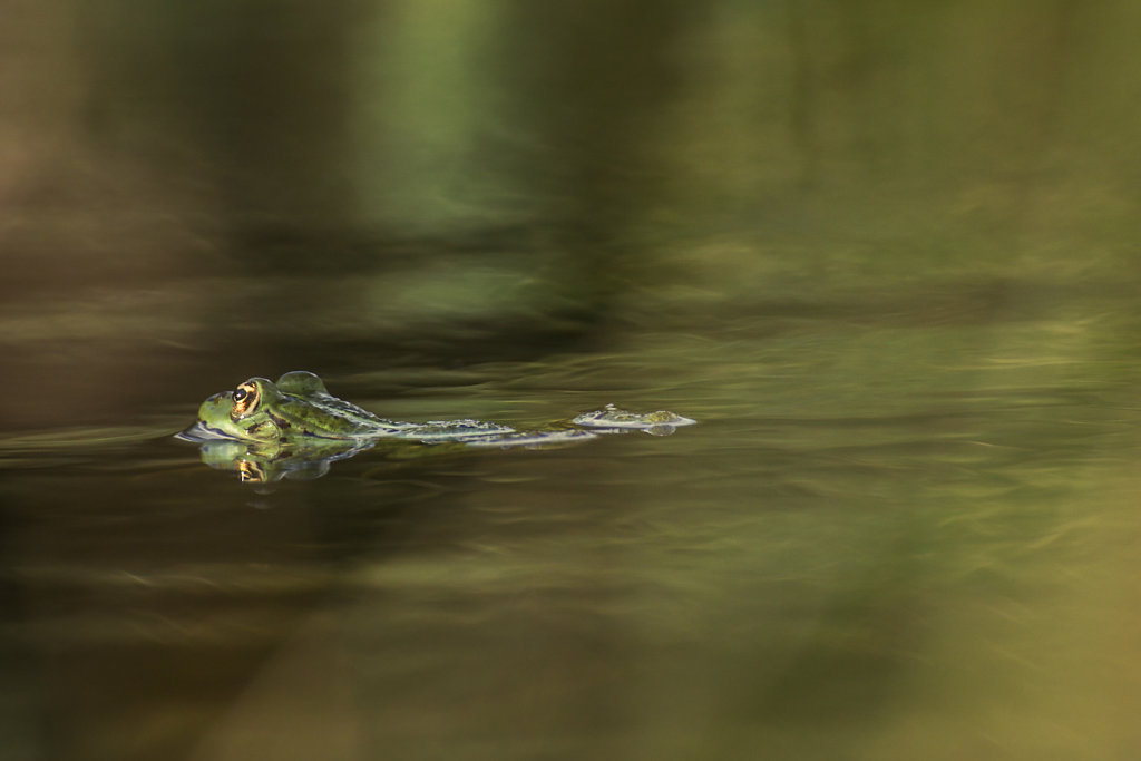 Swimming away