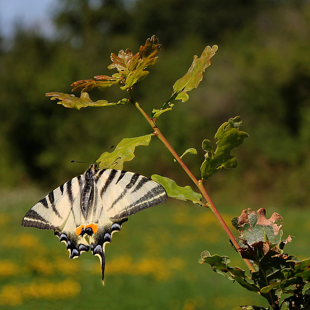 Wounded Butterfly