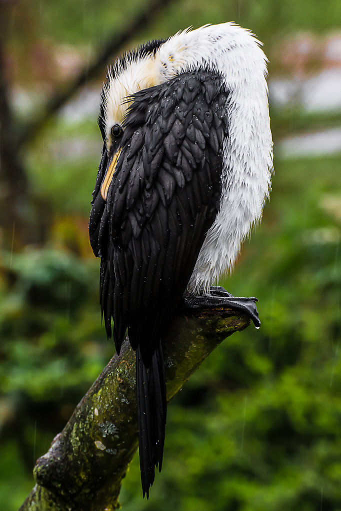 Cormorant